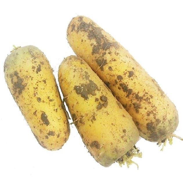 Морковь Узбекская желтая